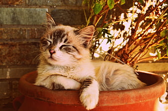Sleepy fluffy kitten resting in a terracotta pot