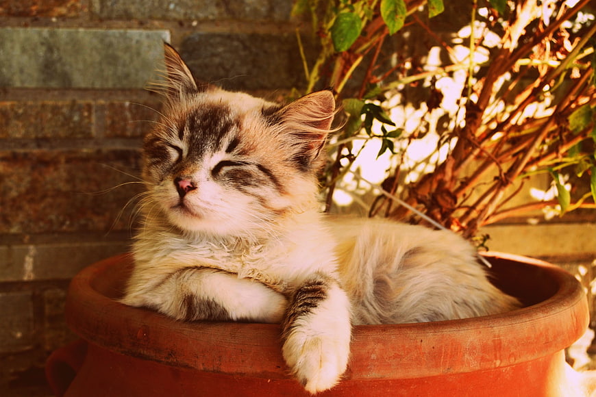Sleepy fluffy kitten resting in a terracotta pot