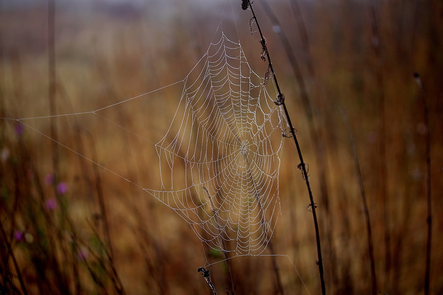 Dew-covered spider web on a twig in a field