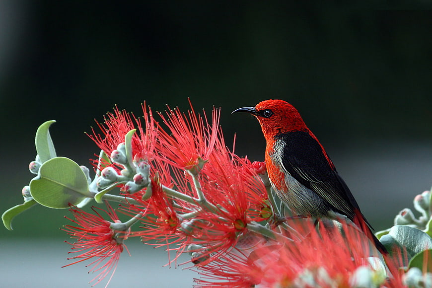 Red and Black Sunbird on Red Bottlebrush Flower