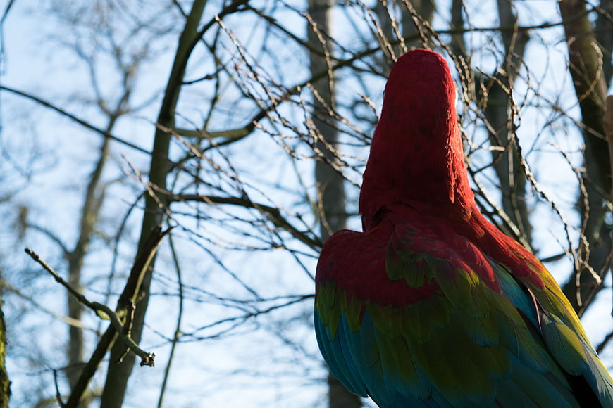 Colorful Eclectus Parrot Perched on Branch in Forest