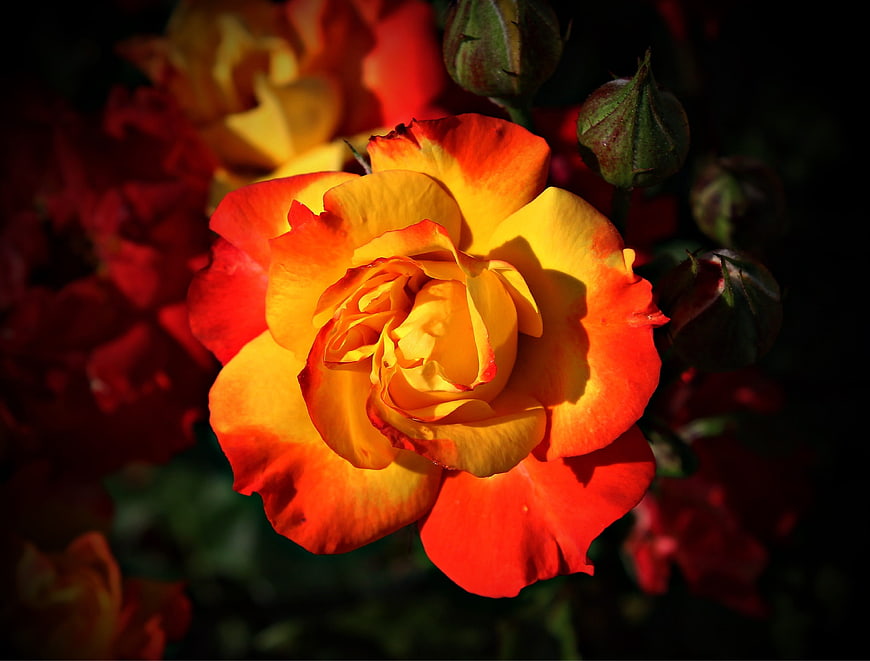 Vibrant Orange and Yellow Rose Close-Up