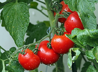 Fresh Red Tomatoes with Water Droplets on Vine