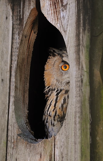 Owl Peeking from Wooden Nest Hole