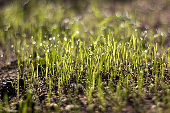 Close-up of green grass shoots with morning dew drops