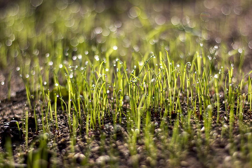 Close-up of green grass shoots with morning dew drops