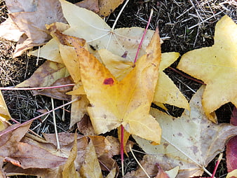 Close-up of yellow and brown autumn maple leaves on soil