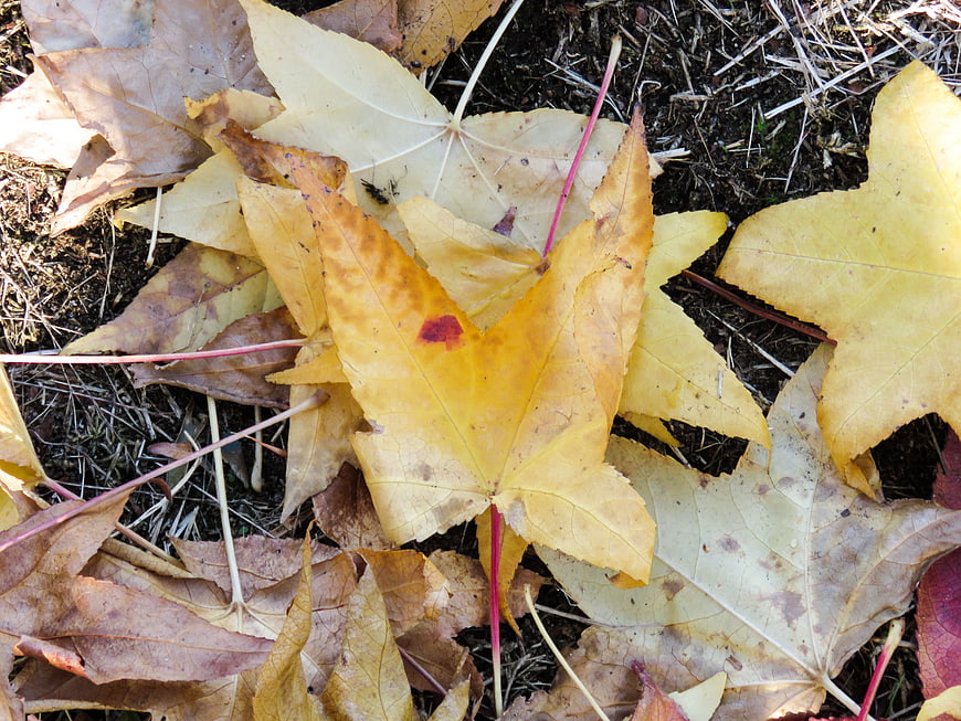 Close-up of yellow and brown autumn maple leaves on soil