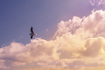 Seagull flying against dramatic sunset clouds in blue sky