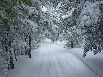 Snowy Forest Path in Winter Wonderland