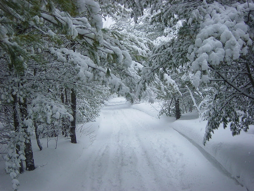 Snowy Forest Path in Winter Wonderland