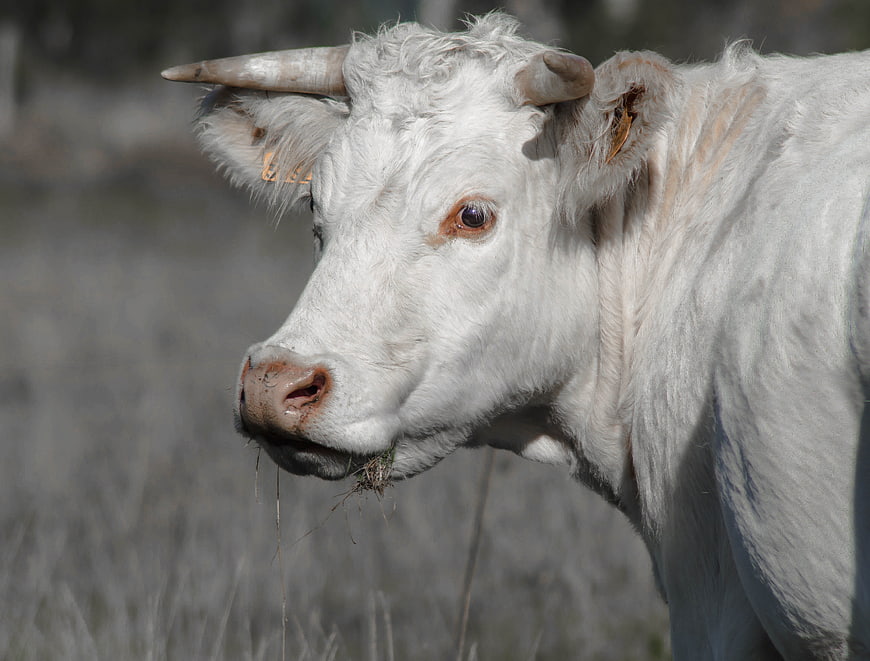 White Horned Cow Grazing In Dry Prairie Grassland