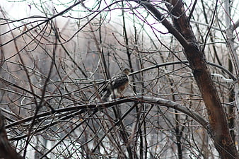Bird of Prey Perched on Bare Winter Tree Branches