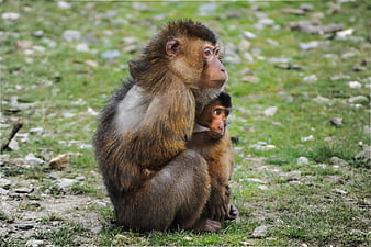 Mother Gelada Monkey Holding Baby on Grassy Hillside