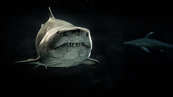 Close-up of a Great White Shark Swimming in Dark Ocean Waters