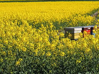 Beehives in a vibrant yellow rapeseed field