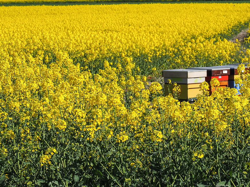 Beehives in a vibrant yellow rapeseed field