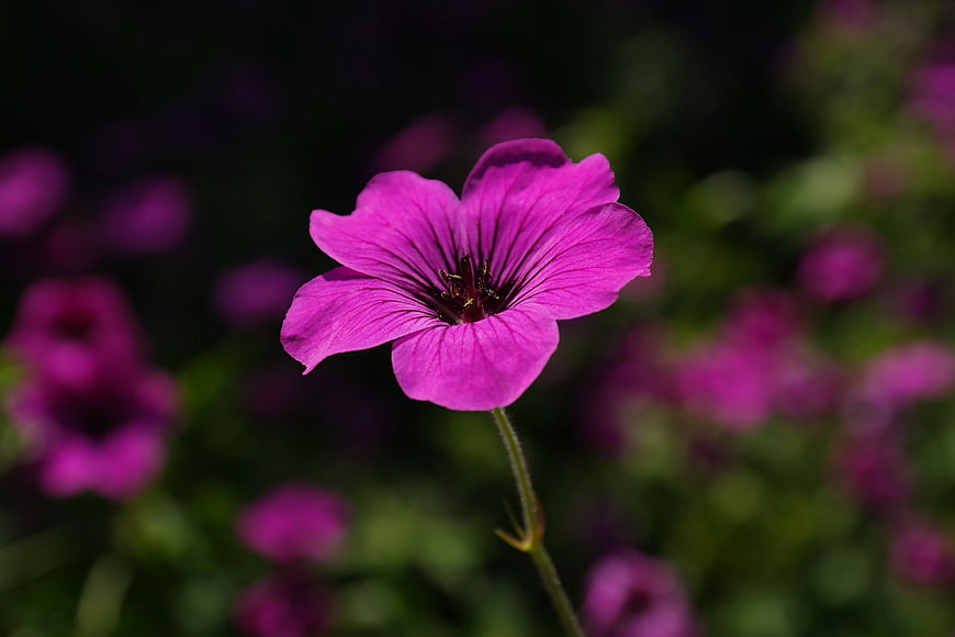 Vibrant Purple Geranium Flower Close-Up