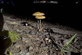 Close-up of two small mushrooms on forest floor at night