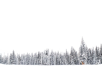Snowy Pine Forest Landscape with White Sky Background