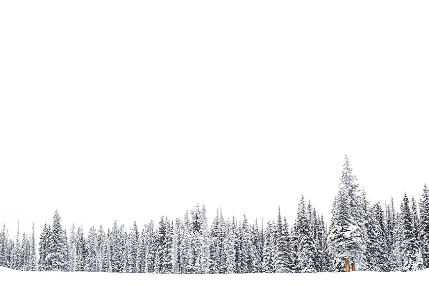 Snowy Pine Forest Landscape with White Sky Background