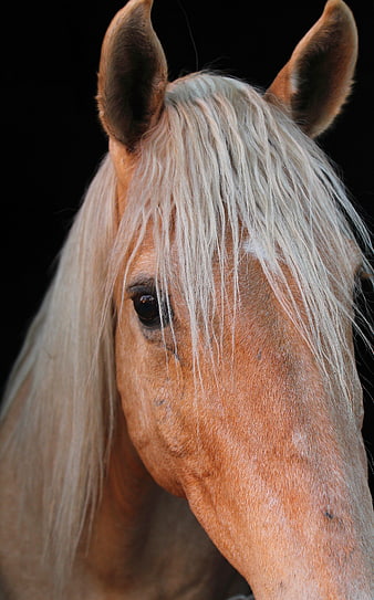 Close-up portrait of a palomino horse head with white mane