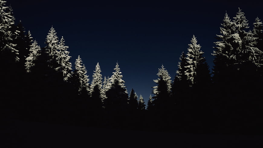 Snow-Covered Pine Trees Against a Dark Blue Night Sky