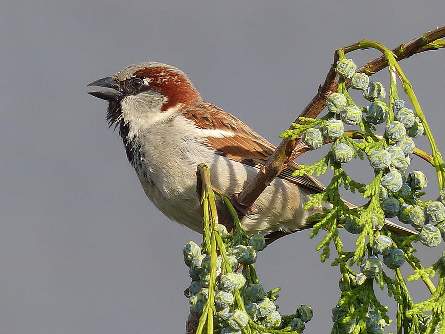 Male House Sparrow Perched on Juniper Branch