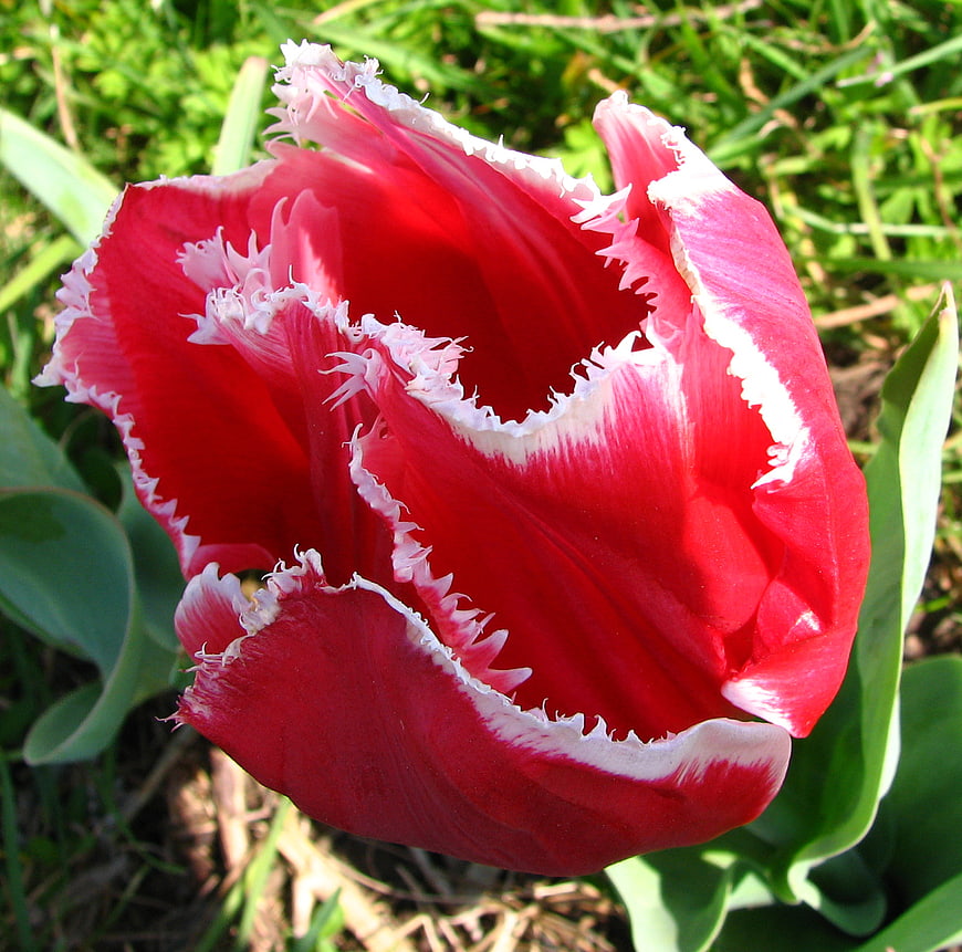 Close-up of vibrant red and white fringed tulip in spring garden