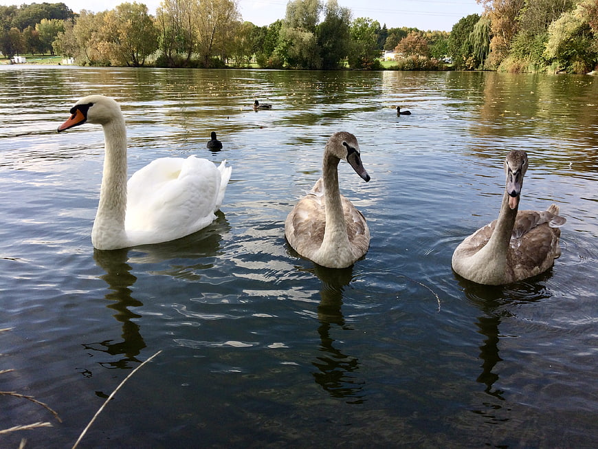 White Swan and Two Cygnets Swimming in Lake
