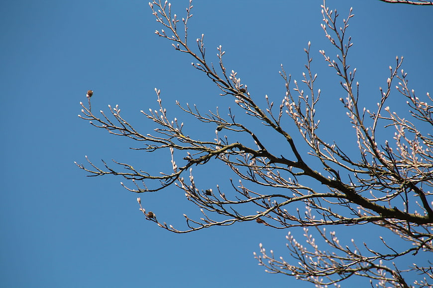 Magnolia tree branches with buds against blue sky