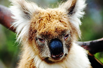 Close-up portrait of a koala bear on a tree branch