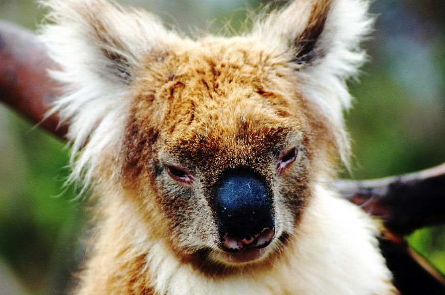 Close-up portrait of a koala bear on a tree branch