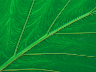 Macro Close-Up of Green Leaf Veins and Texture