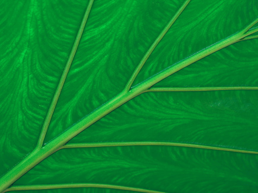 Macro Close-Up of Green Leaf Veins and Texture