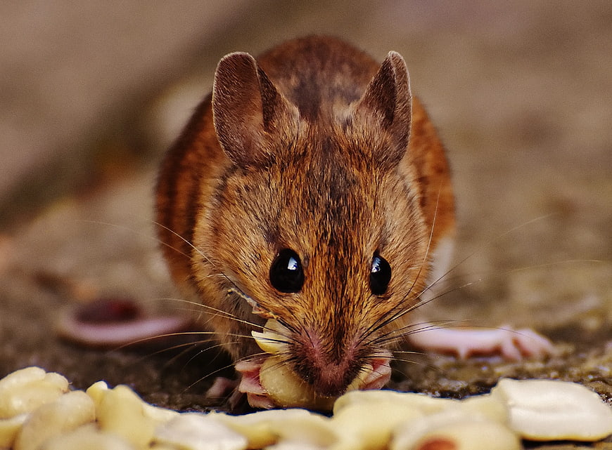 Close-up of a brown rat eating peanuts on the ground