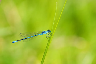 Blue Damselfly on Green Grass Blade