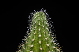 Macro Close-Up of Green Cactus Spines on Black Background