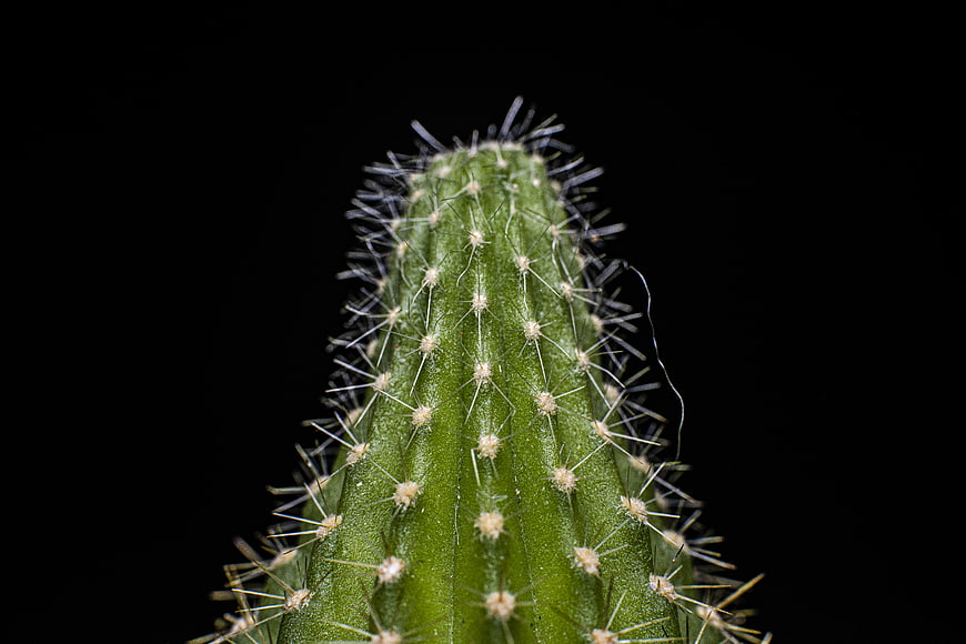 Macro Close-Up of Green Cactus Spines on Black Background