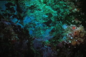 Abstract Underwater Coral Reef Texture Background