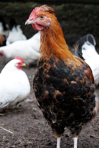 Close-up of a brown and black hen on a farm