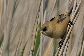 Bearded reedling perched on dry reed stalks in nature