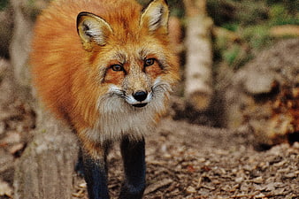 Red Fox Portrait in Forest Setting