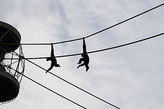 Silhouettes of gibbons hanging from ropes against cloudy sky