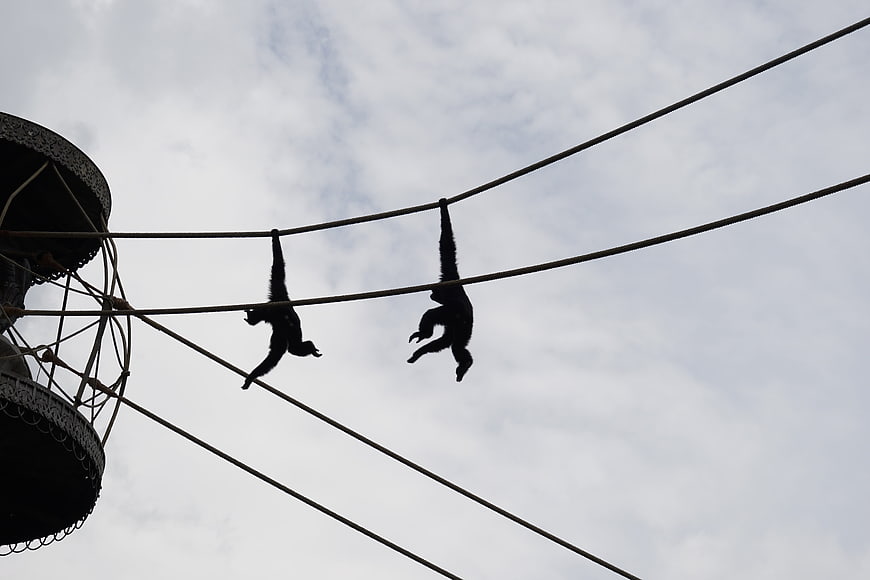 Silhouettes of gibbons hanging from ropes against cloudy sky