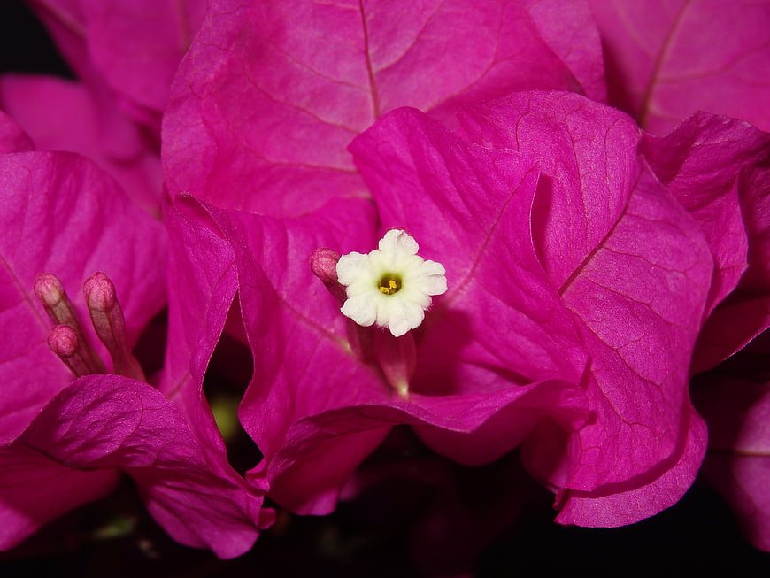 Vibrant Pink Bougainvillea Close-Up with White Center