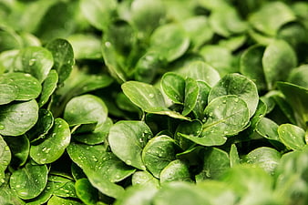 Close-up of fresh green corn salad leaves with water droplets