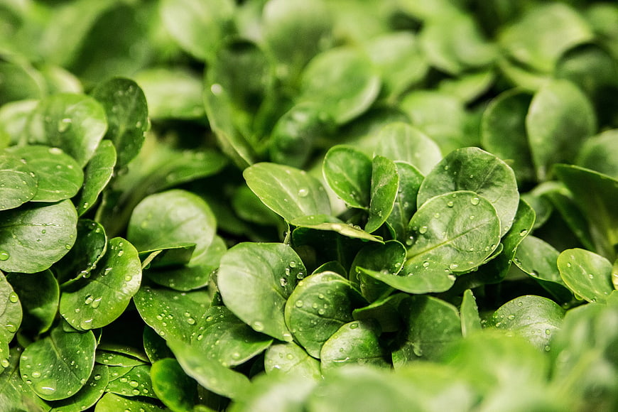 Close-up of fresh green corn salad leaves with water droplets