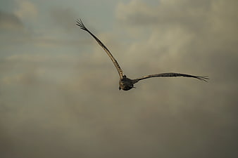 Seagull Soaring Against Cloudy Sky