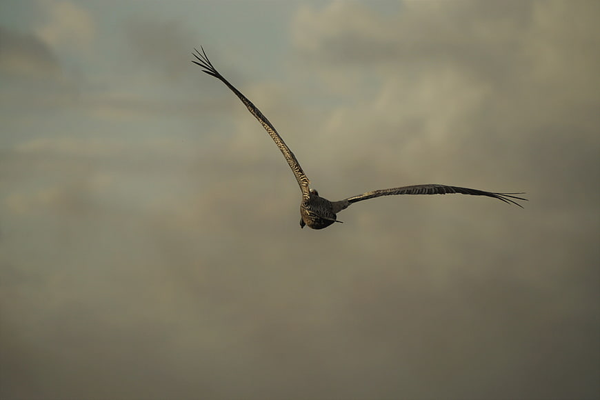Seagull Soaring Against Cloudy Sky